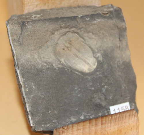 Aulacopleura konincki silur - konincki,