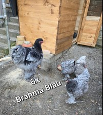 BRAHMAS BLAU AUSSTELLUNGS
