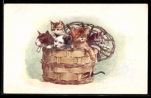 Fünf katzenkinder einem - fünf, in