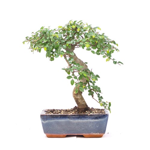 Bonsai chinesische ulme - bonsai,