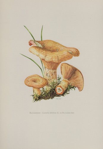 Blutreizker lactarius - blutreizker,