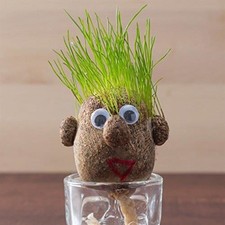 Bartl 111335 - Mini-Graskopf - 1 Stück Wasser auf dem Kopf zusehen bei wachsen