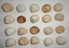 20 schöne Weinberg - Schneckenhäuser  - Einsiedlerkrebs 