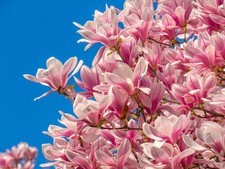 Magnolie Stecklinge rosa-weiß winterharte Pflanzen Blumen für den Garten Deko