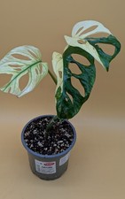 Monstera Adansonii Variegata 