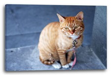 Wandbild Katze getigert mit