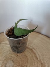 heavenly HOYA Hoya sp. Vietnam (polyneura Komplex) Ableger Zimmerpflanze