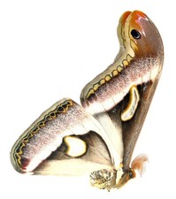 LEPIDOPTERA, SATURNIIDAE