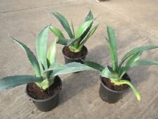 Agave salmiana var. Ferox -