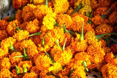 5000 tagetes erecta - +5000,