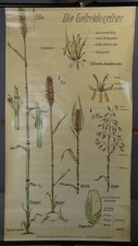 Schulwandbild Rollkarte