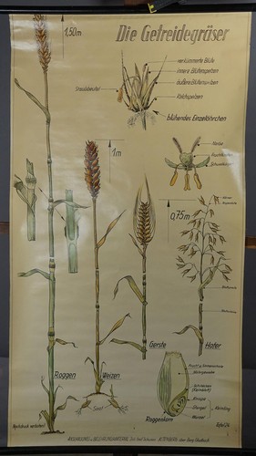 Schulwandbild rollkarte - schulwandbild,