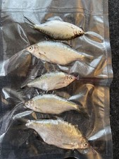 Köderfische Brassen  20 Stk  9-15 cm  gefroren Köfi Hecht Zander  Wels Aal