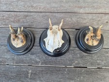 alte Jagd Trophäen / kleine