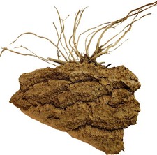 Root Bark Station Rio, Wurzel