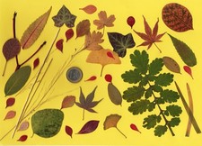 Herbarium getrocknete