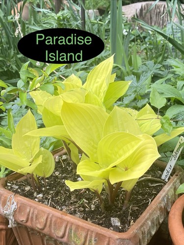 Hosta paradise island - paradise, 1