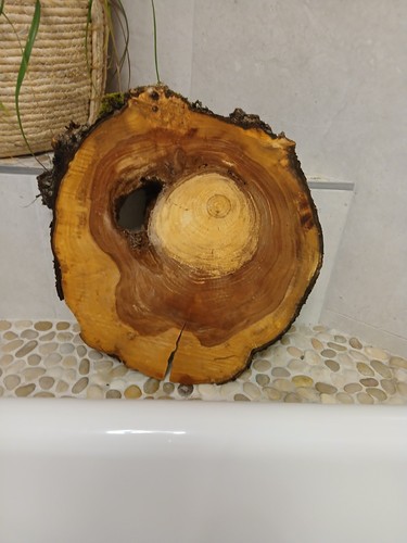 Kernfaule hohle apfelbaum - kernfaule,