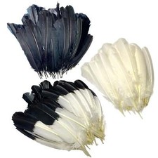 Imitation Eagle Quills - Black