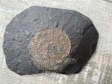 Jura Fossil Schnecke