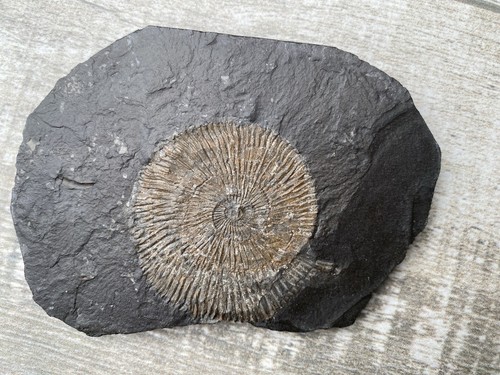 Jura fossil schnecke - fossil,
