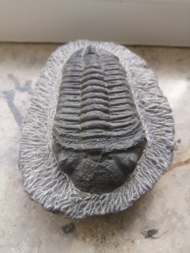 Großer trilobit fossil - trilobit, 15,5cm