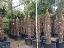 Palme Winterhart Trachycarpus Fortunei Stamm ca. 140-150 cm Höhe ca. 240-270 cm