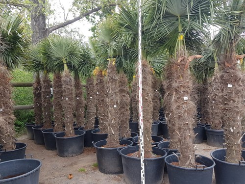 Palme winterhart trachycarpus - palme,