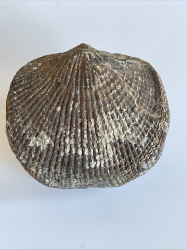 Atryparia dispersa