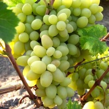 Weinrebe Arkadia 2L - Eine