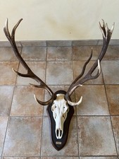 Rothirsch, Hirschgeweih, abnorm, ungerader 16 ender mit Holz, Naturschieferbrett