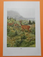 Reh Capreolus capreolus