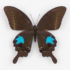 Papilio Paris Chinensis ♂