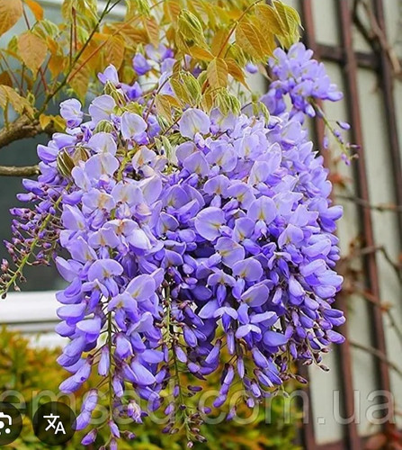 Wisteria sinensis glycinie - sinensis,