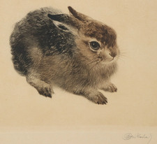 CURT MEYER-EBERHARDT Farbradierung Hase signiert ~1940 Radierung etching rabbit
