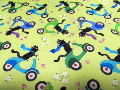 Katze cats ciao - katze,