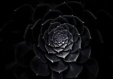 XXXL Fototapete Wallprint Schwarz grau Blüte 416 x 290 cm Vlies Tapete