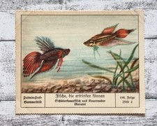 Schleierkampffisch Gurami