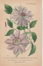 Offenblütige Waldrebe