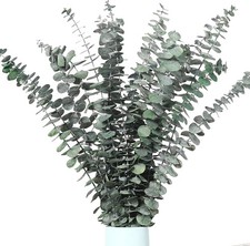 12 Stück Eukalyptus