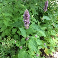 Anis-Ysop Agastache foeniculum