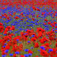 100m² MOHN & KORNBLUME 🐞 Wildblumen Blumenwiese 🦋 Bienenweide 🐝 Sommer ☀️