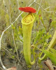 NEPENTHES TENAX –
