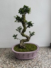 Ficus ginseng bonsai - ficus,