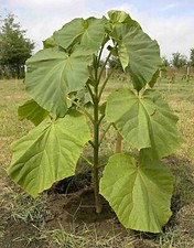 EXTRA CLEAN Paulownia Elongata Samen, Kiri Baum, Klimabaum, Blauglockenbaum