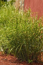 1 x Miscanthus sinensis