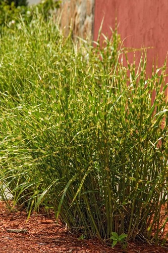 Miscanthus sinensis - 1, x