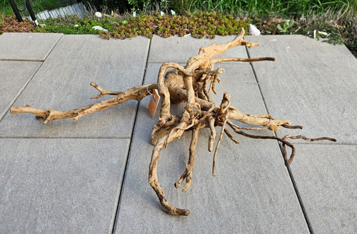 Rote moorwurzel fingerwurzel - /,