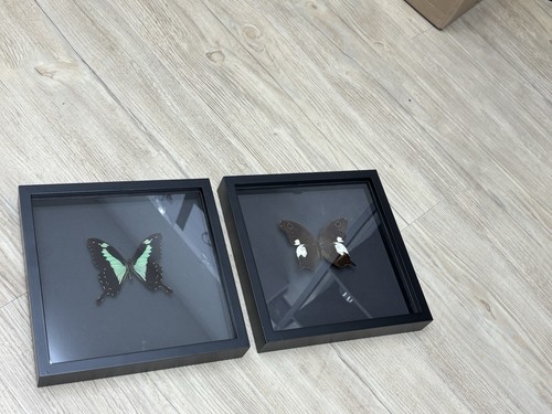 Schmetterling präparat - schmetterling,