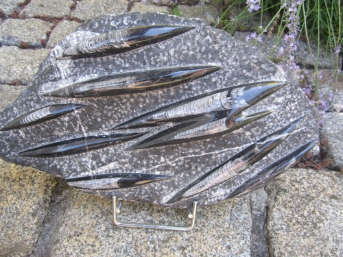 Fossile platte große - platte,